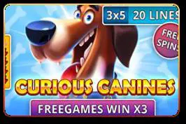 Curious Canines - Spin City - Namibia