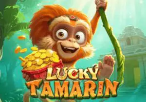 Lucky Tamarin - Spin City - Namibia